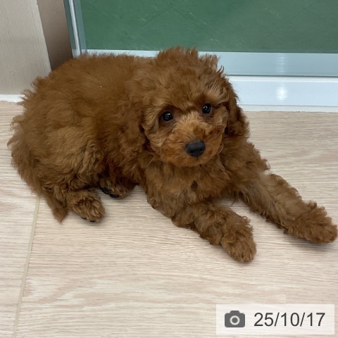 トイ・プードルの写真