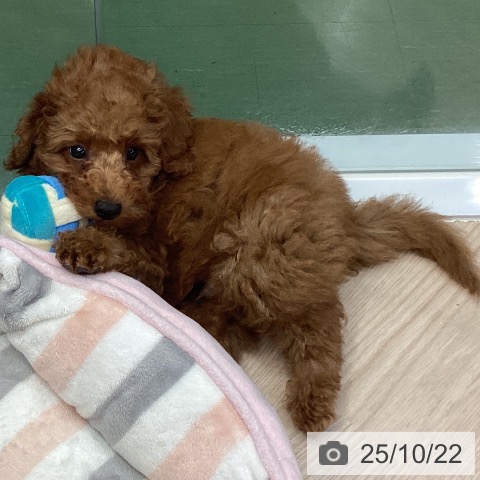 トイ・プードルの写真