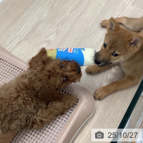 トイ・プードルの写真