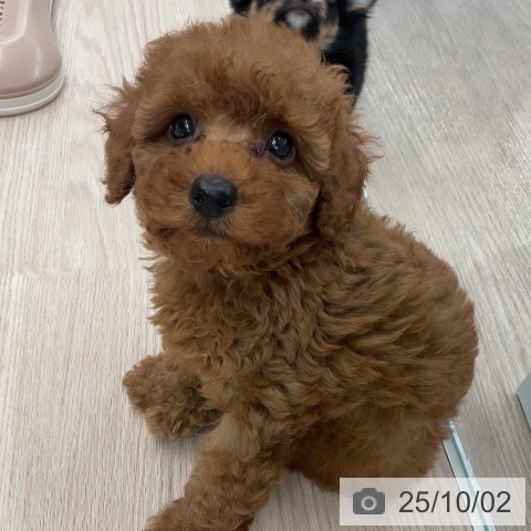 トイ・プードルの写真