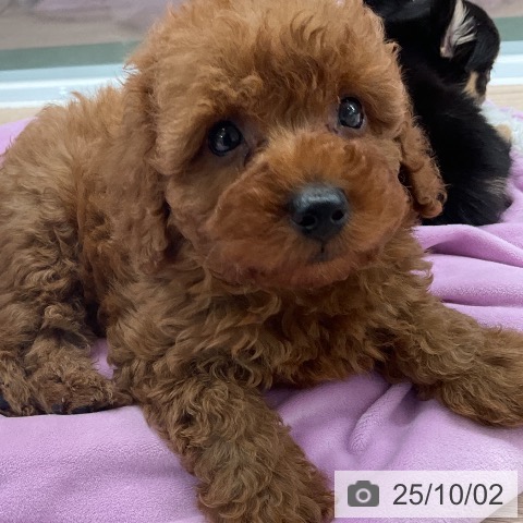 トイ・プードルの写真