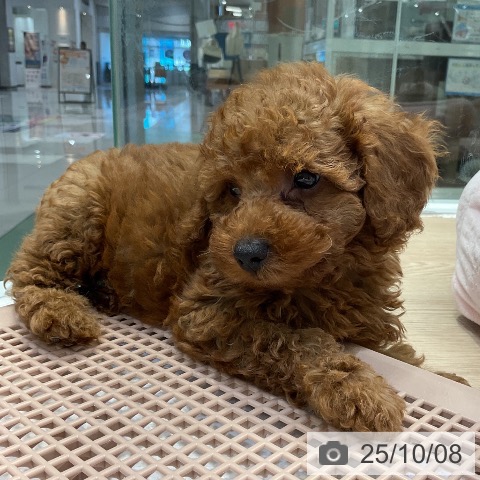 トイ・プードルの写真