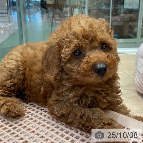 トイ・プードルの写真