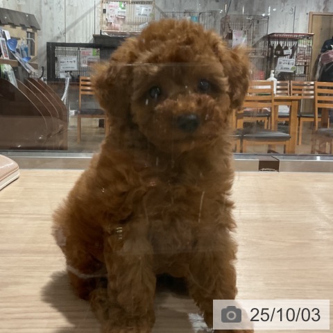 トイ・プードルの写真