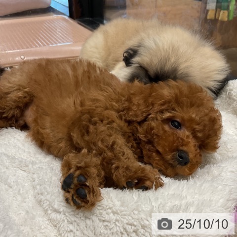 トイ・プードルの写真