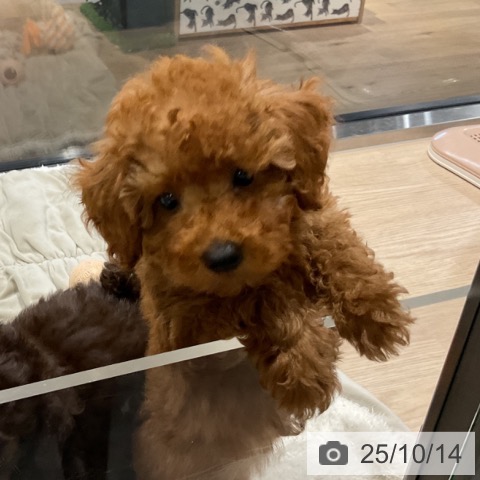 トイ・プードルの写真