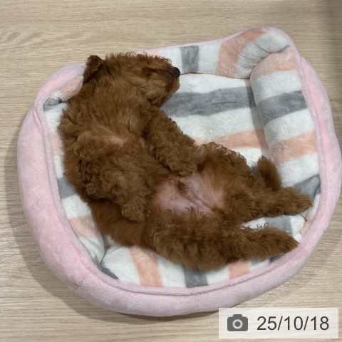 トイ・プードルの写真