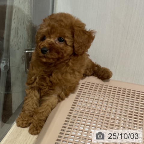 トイ・プードルの写真