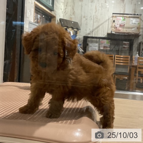 トイ・プードルの写真