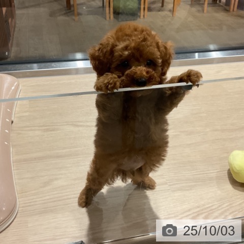 トイ・プードルの写真