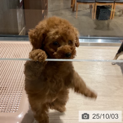 トイ・プードルの写真