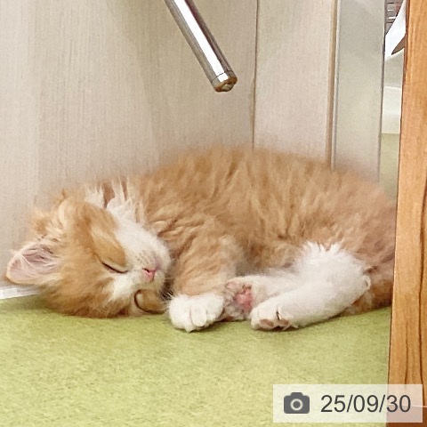 ラガマフィンの写真