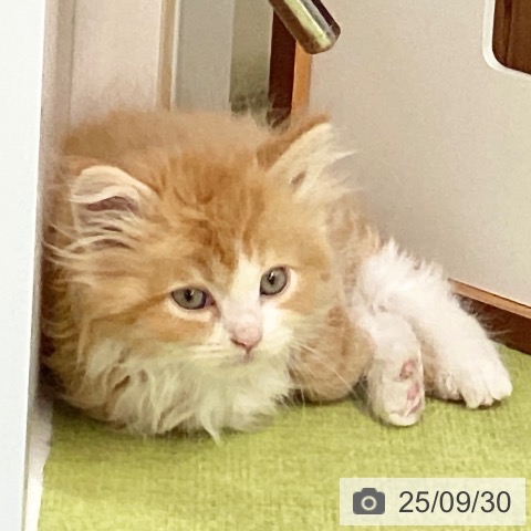 ラガマフィンの写真