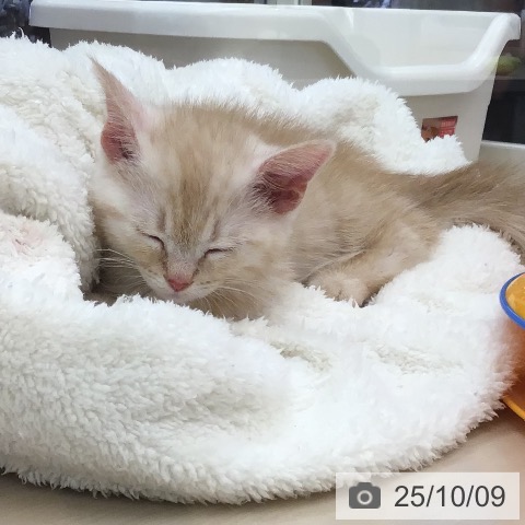 マンチカンの写真