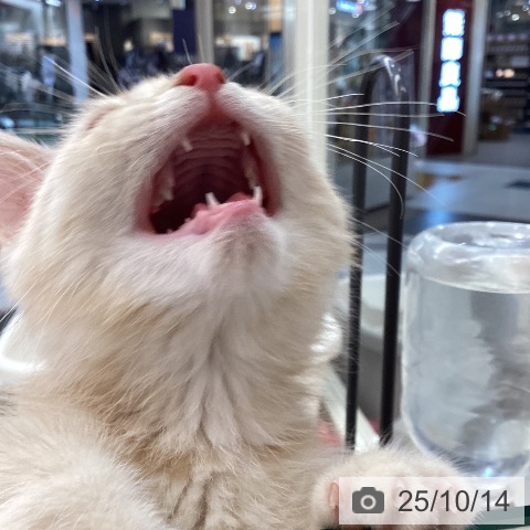 マンチカンの写真