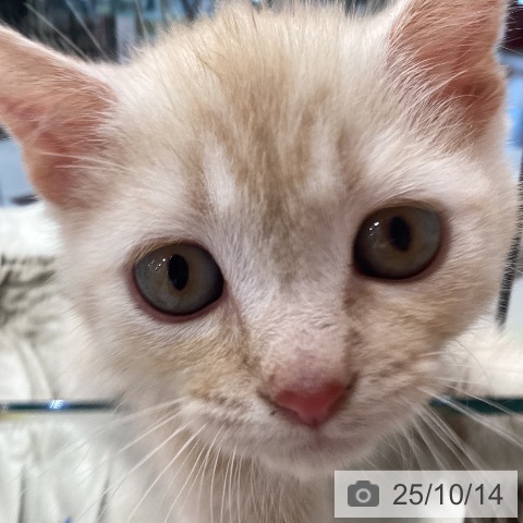 マンチカンの写真