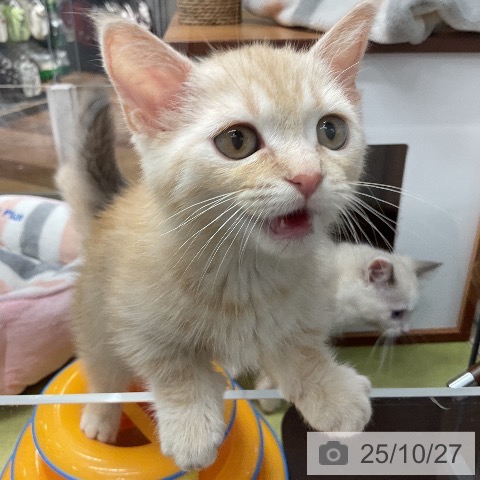 マンチカンの写真