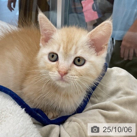 マンチカンの写真