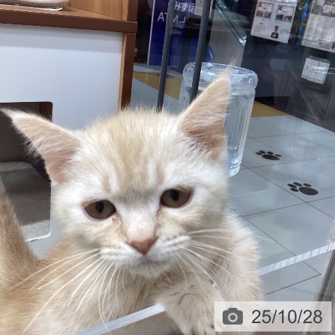 マンチカンの写真