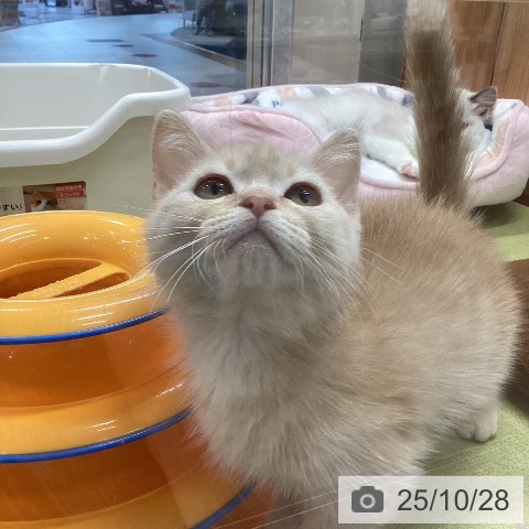 マンチカンの写真