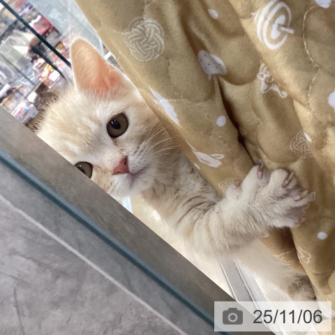 マンチカンの写真