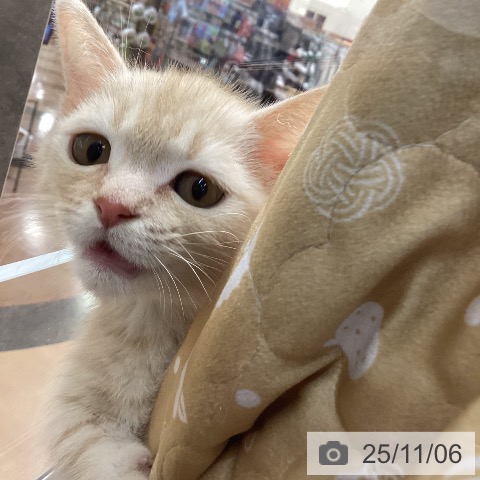 マンチカンの写真