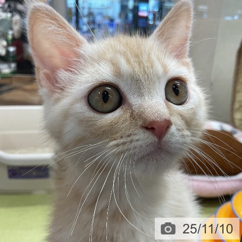 マンチカンの写真