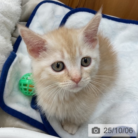 マンチカンの写真