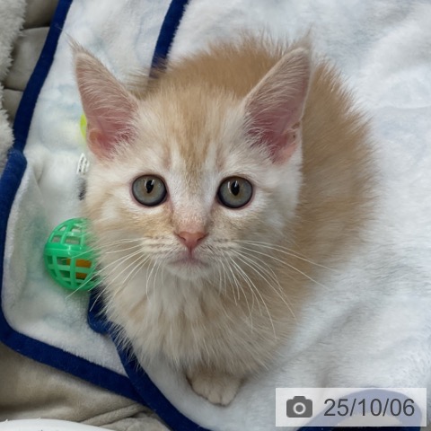 マンチカンの写真