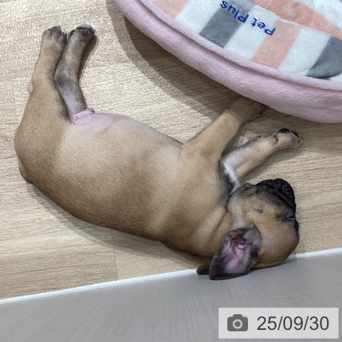 フレンチ・ブルドッグの写真