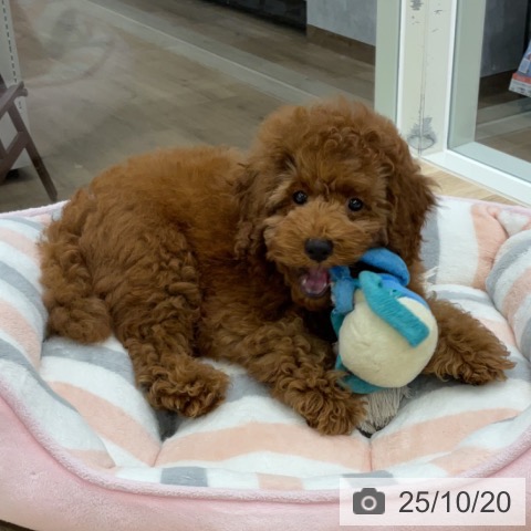 トイ・プードルの写真