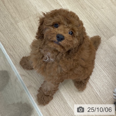 トイ・プードルの写真