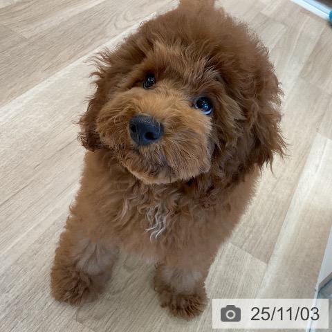 トイ・プードルの写真