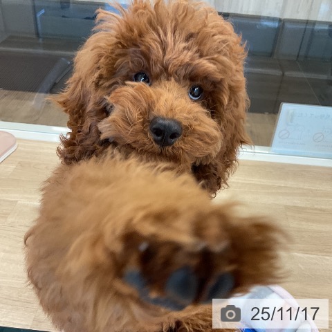 トイ・プードルの写真