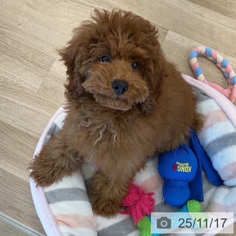 トイ・プードルの写真