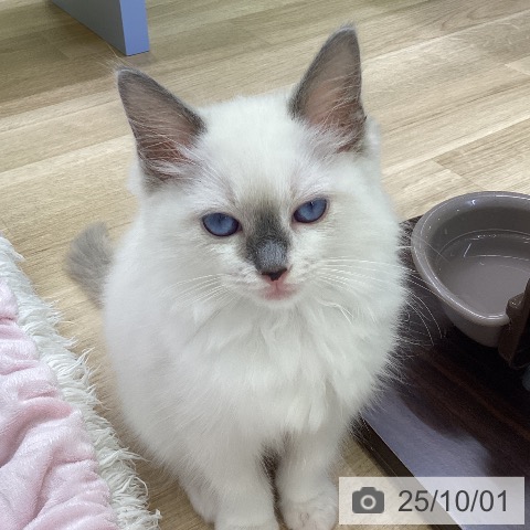 ラグドールの写真