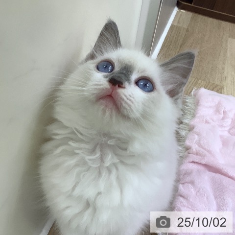 ラグドールの写真