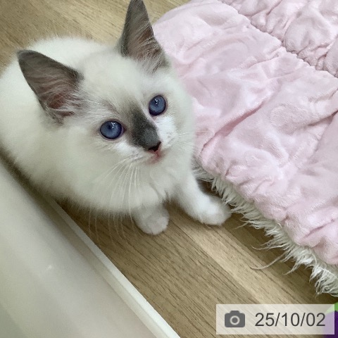 ラグドールの写真