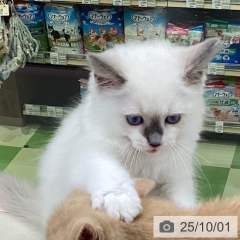 ラグドールの写真