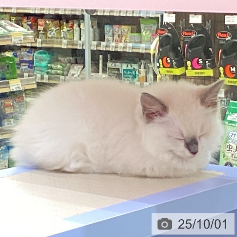 ラグドールの写真