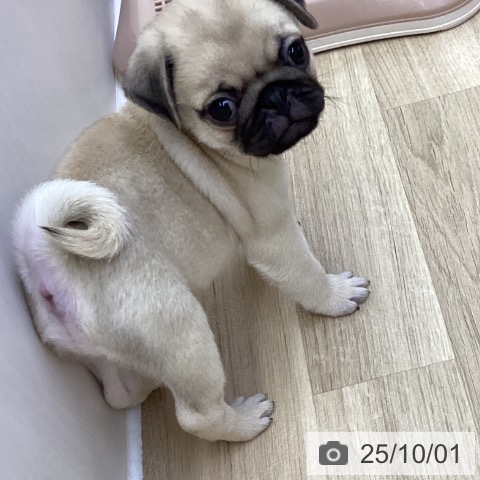 パグの写真