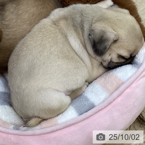 パグの写真