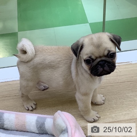 パグの写真