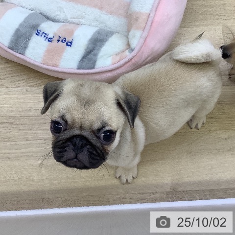 パグの写真