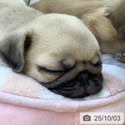 パグの写真