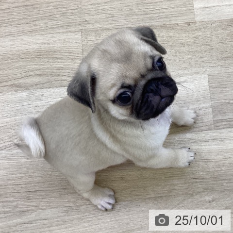 パグの写真