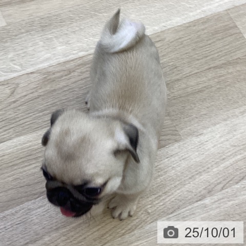 パグの写真