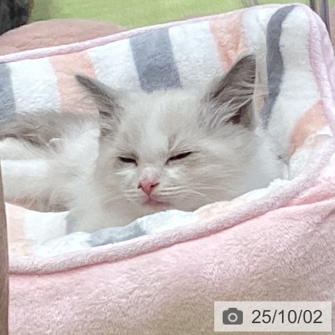ラグドールの写真