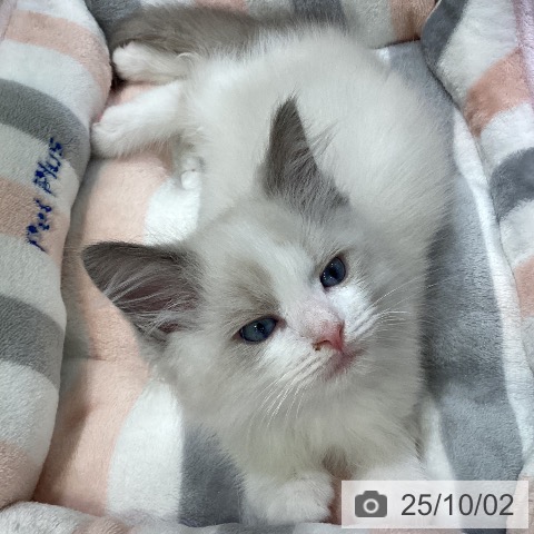 ラグドールの写真