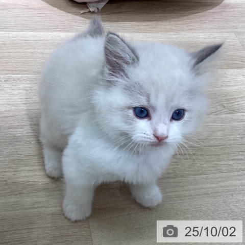 ラグドールの写真